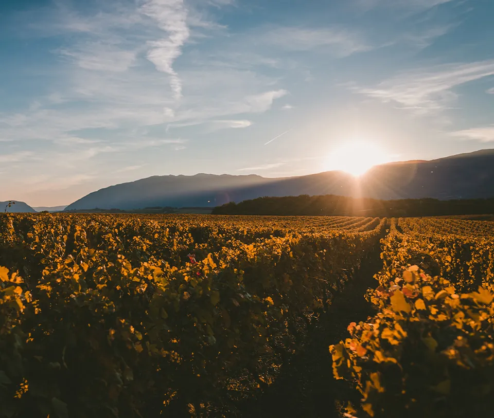 Sunset over vineyard